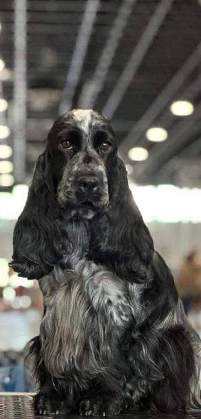 lenmore gems about us 01