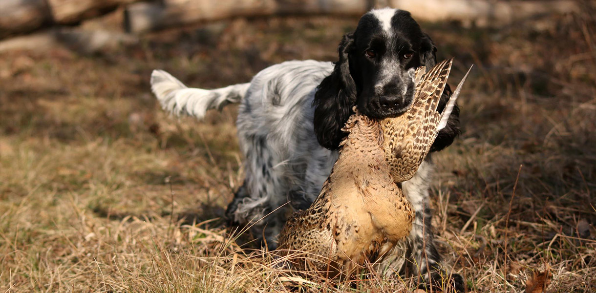 lenmore gems vadaszat header